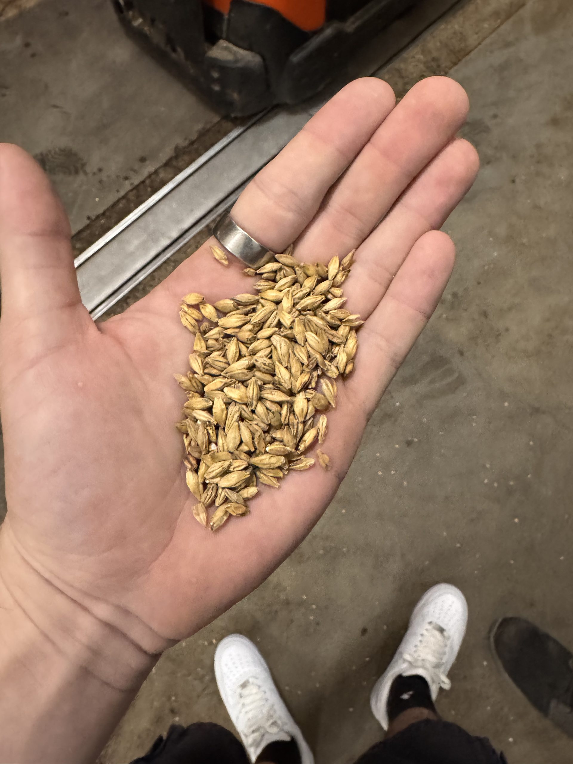 Malted barley held by hand during the whisky production process at InchDairnie Distillery in Fife, Scotland.