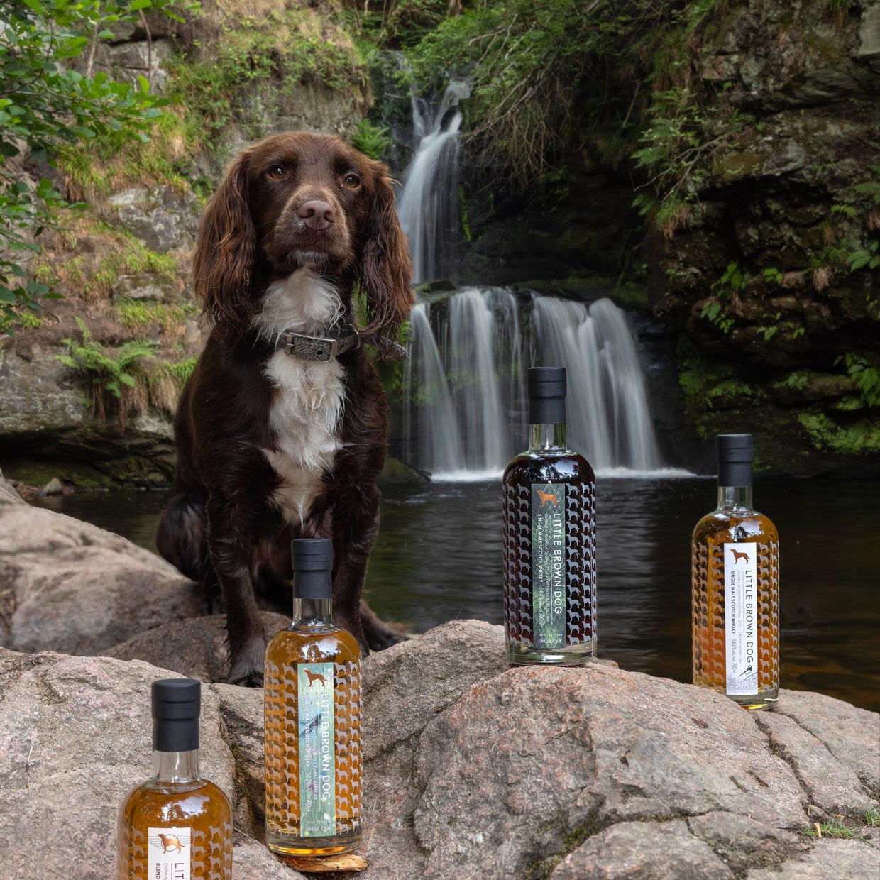 Little Brown Dog whisky batch 2026 bottles beside a Scottish waterfall with the brand's brown spaniel